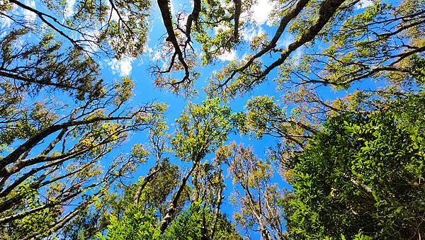 【橫鳶稍縱走】橫嶺山、鳶嘴山、稍來山~大雪山眠月線、攀岩挑戰