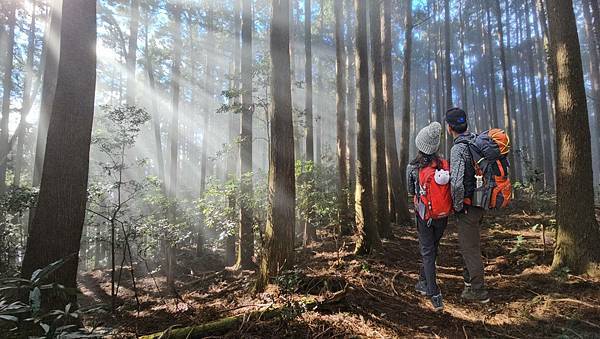 【高島縱走】一日縱走首選~魔幻、療癒、迷霧森林步道