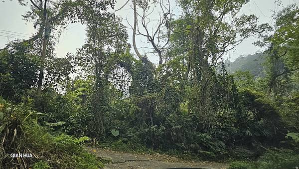 【水社大山】白石山土地公廟登山口，日月潭最高峰-明潭四秀之首