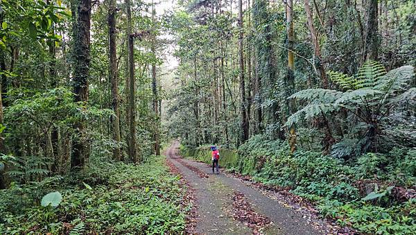 【水社大山】北陵線登山口，白石土地公O繞，挑戰日月潭最高峰-