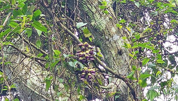 【水社大山】北陵線登山口，白石土地公O繞，挑戰日月潭最高峰-