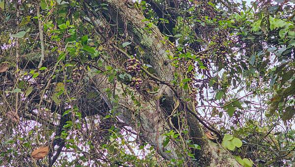【水社大山】北陵線登山口，白石土地公O繞，挑戰日月潭最高峰-