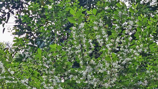 【水社大山】北陵線登山口,白石土地公O繞,挑戰日月潭最高峰- 【水社大山】北陵線登山口,白石土地公O繞,挑戰日月潭最高峰-