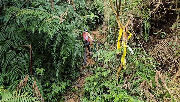 【水社大山】北陵線登山口，白石土地公O繞，挑戰日月潭最高峰-