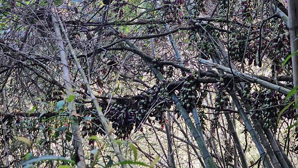 【水社大山】北陵線登山口，白石土地公O繞，挑戰日月潭最高峰-