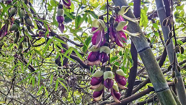 【水社大山】北陵線登山口，白石土地公O繞，挑戰日月潭最高峰-