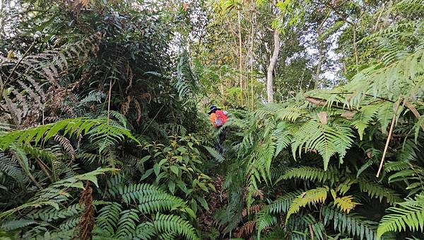 【水社大山】北陵線登山口，白石土地公O繞，挑戰日月潭最高峰-