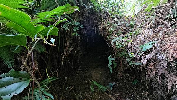 【水社大山】北陵線登山口，白石土地公O繞，挑戰日月潭最高峰-