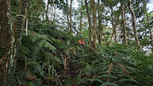 【水社大山】北陵線登山口，白石土地公O繞，挑戰日月潭最高峰-