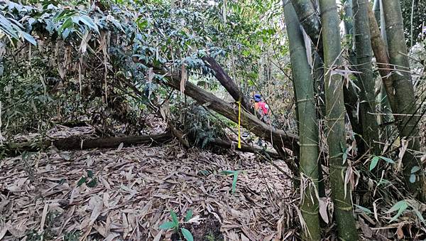 【水社大山】北陵線登山口，白石土地公O繞，挑戰日月潭最高峰-