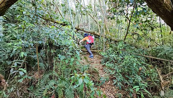 【水社大山】北陵線登山口，白石土地公O繞，挑戰日月潭最高峰-