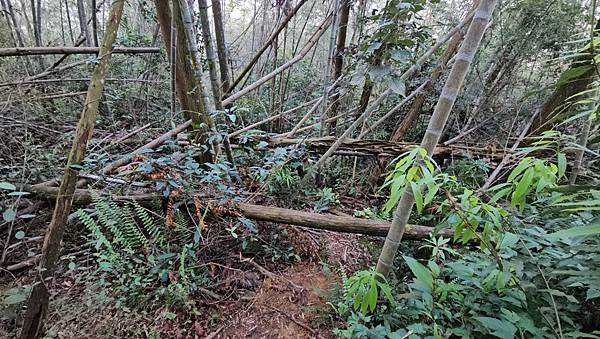 【水社大山】北陵線登山口，白石土地公O繞，挑戰日月潭最高峰-