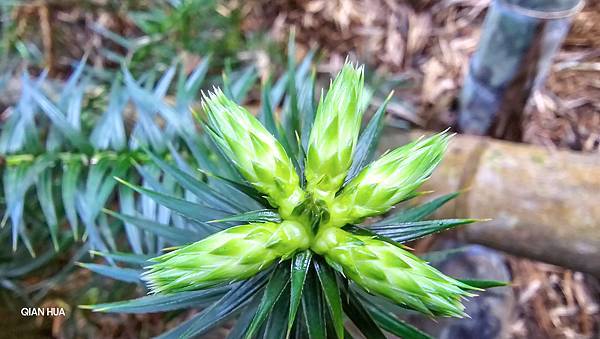 【水社大山】北陵線登山口，白石土地公O繞，挑戰日月潭最高峰-