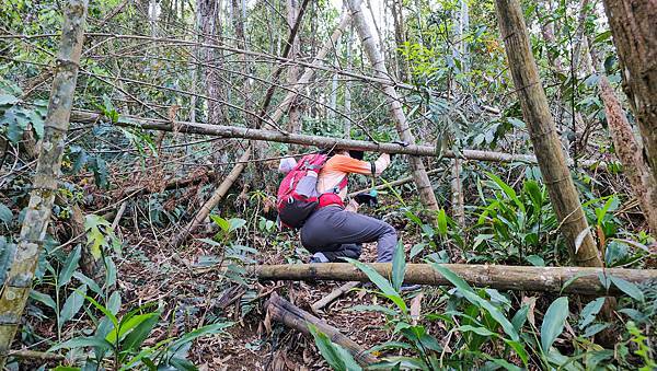 【水社大山】北陵線登山口，白石土地公O繞，挑戰日月潭最高峰-