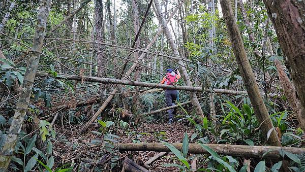 【水社大山】北陵線登山口，白石土地公O繞，挑戰日月潭最高峰-