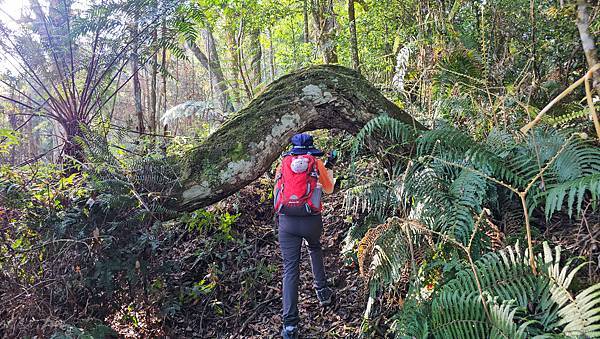 【水社大山】北陵線登山口，白石土地公O繞，挑戰日月潭最高峰-