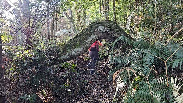 【水社大山】北陵線登山口，白石土地公O繞，挑戰日月潭最高峰-