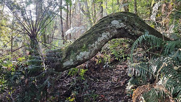 【水社大山】北陵線登山口，白石土地公O繞，挑戰日月潭最高峰-