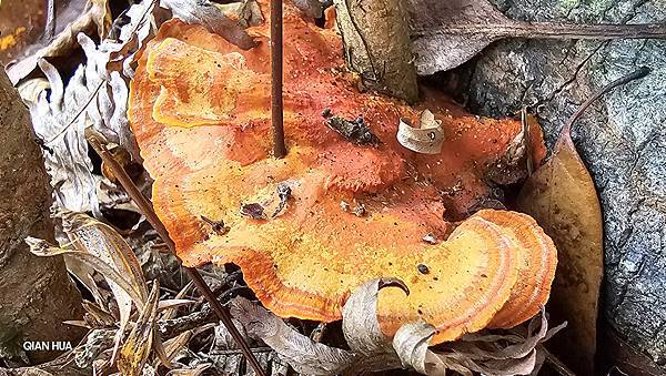 【水社大山】北陵線登山口，白石土地公O繞，挑戰日月潭最高峰-