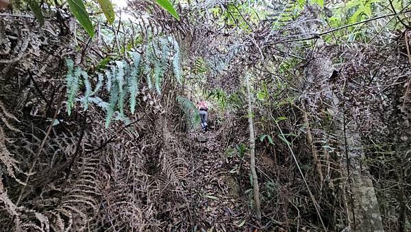 【水社大山】北陵線登山口，白石土地公O繞，挑戰日月潭最高峰-