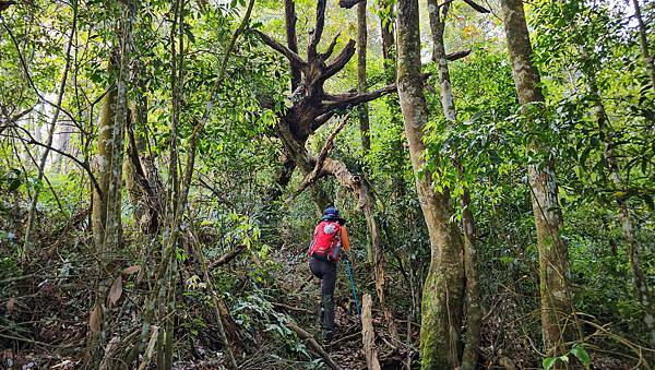 【水社大山】北陵線登山口，白石土地公O繞，挑戰日月潭最高峰-