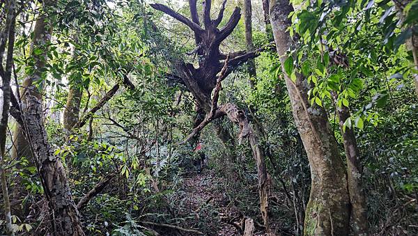 【水社大山】北陵線登山口，白石土地公O繞，挑戰日月潭最高峰-