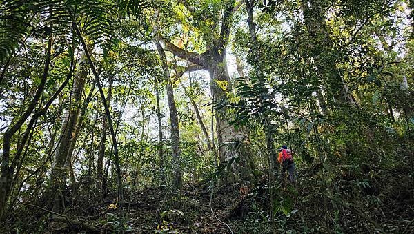 【水社大山】北陵線登山口，白石土地公O繞，挑戰日月潭最高峰-