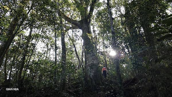【水社大山】北陵線登山口，白石土地公O繞，挑戰日月潭最高峰-