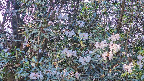 【水社大山】北陵線登山口，白石土地公O繞，挑戰日月潭最高峰-