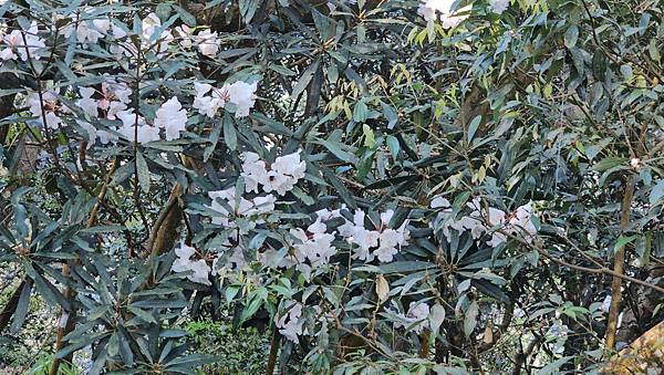 【水社大山】北陵線登山口，白石土地公O繞，挑戰日月潭最高峰-