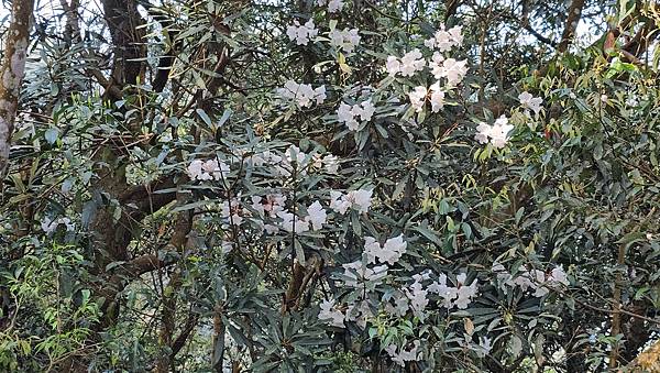 【水社大山】北陵線登山口，白石土地公O繞，挑戰日月潭最高峰-