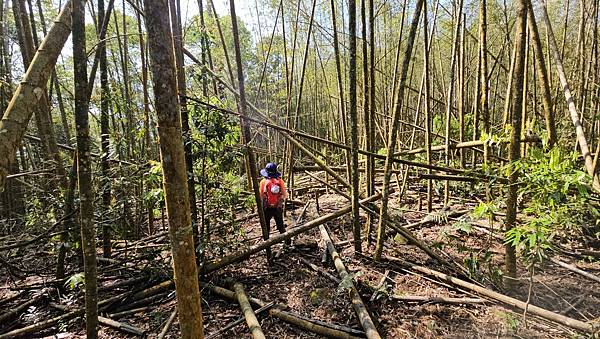 【水社大山】北陵線登山口，白石土地公O繞，挑戰日月潭最高峰-