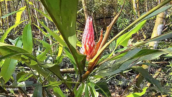【水社大山】北陵線登山口，白石土地公O繞，挑戰日月潭最高峰-
