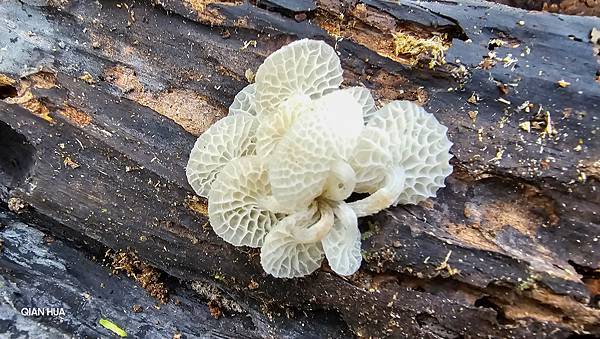 【水社大山】北陵線登山口，白石土地公O繞，挑戰日月潭最高峰-