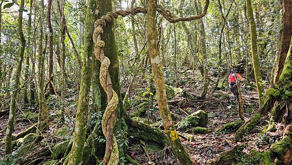 【水社大山】北陵線登山口，白石土地公O繞，挑戰日月潭最高峰-