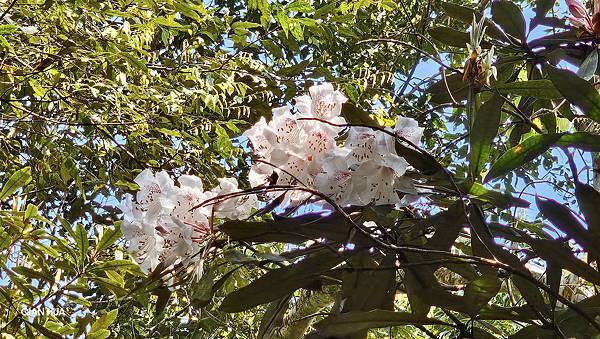 【水社大山】北陵線登山口，白石土地公O繞，挑戰日月潭最高峰-