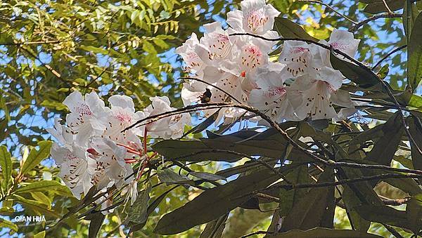 【水社大山】北陵線登山口，白石土地公O繞，挑戰日月潭最高峰-