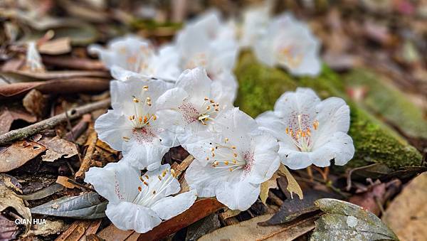 【水社大山】北陵線登山口，白石土地公O繞，挑戰日月潭最高峰-
