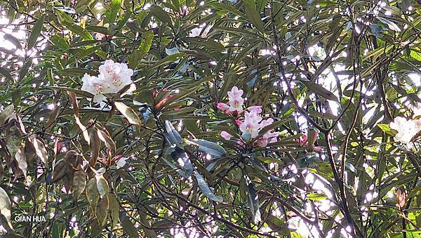 【水社大山】北陵線登山口，白石土地公O繞，挑戰日月潭最高峰-