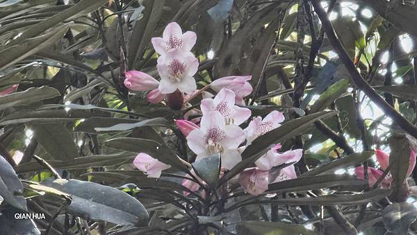 【水社大山】北陵線登山口，白石土地公O繞，挑戰日月潭最高峰-