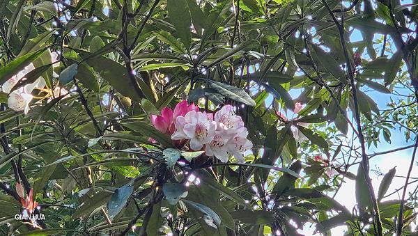 【水社大山】北陵線登山口，白石土地公O繞，挑戰日月潭最高峰-
