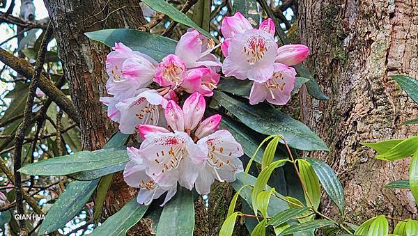 【水社大山】北陵線登山口，白石土地公O繞，挑戰日月潭最高峰-