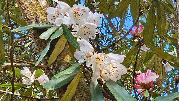【水社大山】北陵線登山口，白石土地公O繞，挑戰日月潭最高峰-