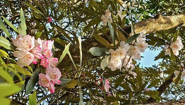 【水社大山】北陵線登山口，白石土地公O繞，挑戰日月潭最高峰-