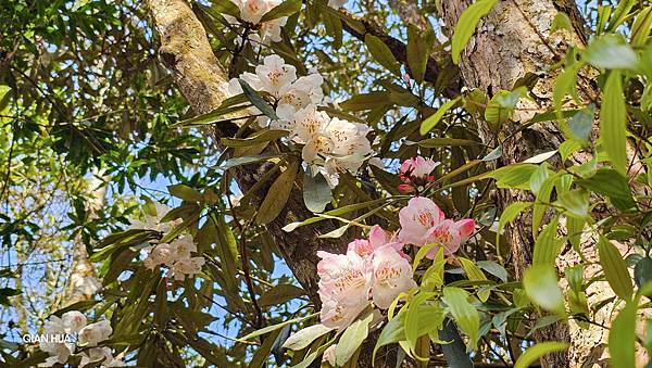 【水社大山】北陵線登山口，白石土地公O繞，挑戰日月潭最高峰-