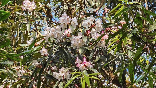 【水社大山】北陵線登山口，白石土地公O繞，挑戰日月潭最高峰-
