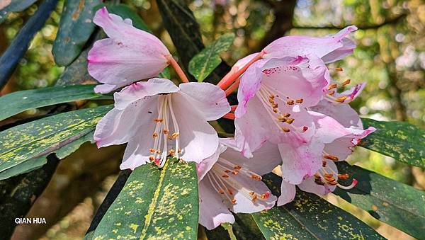 【水社大山】北陵線登山口，白石土地公O繞，挑戰日月潭最高峰-