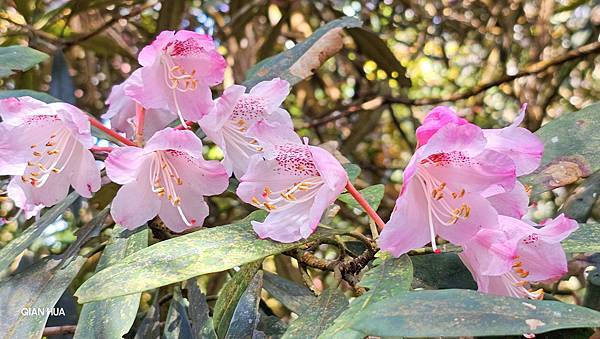 【水社大山】北陵線登山口，白石土地公O繞，挑戰日月潭最高峰-