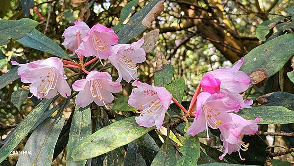 【水社大山】北陵線登山口，白石土地公O繞，挑戰日月潭最高峰-