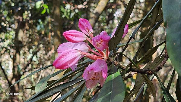 【水社大山】北陵線登山口，白石土地公O繞，挑戰日月潭最高峰-